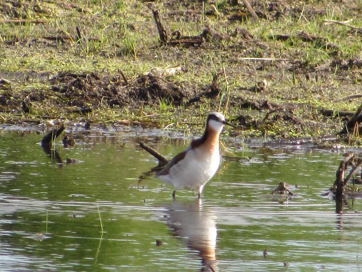 lyskonoh dlouhozobý - ML645406492