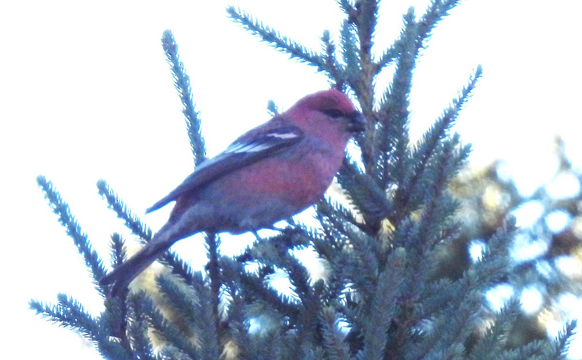 Ciuffolotto delle pinete - ML645406493