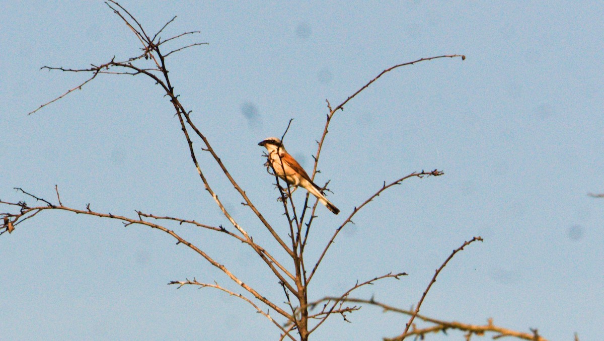 ťuhýk obecný - ML645406503