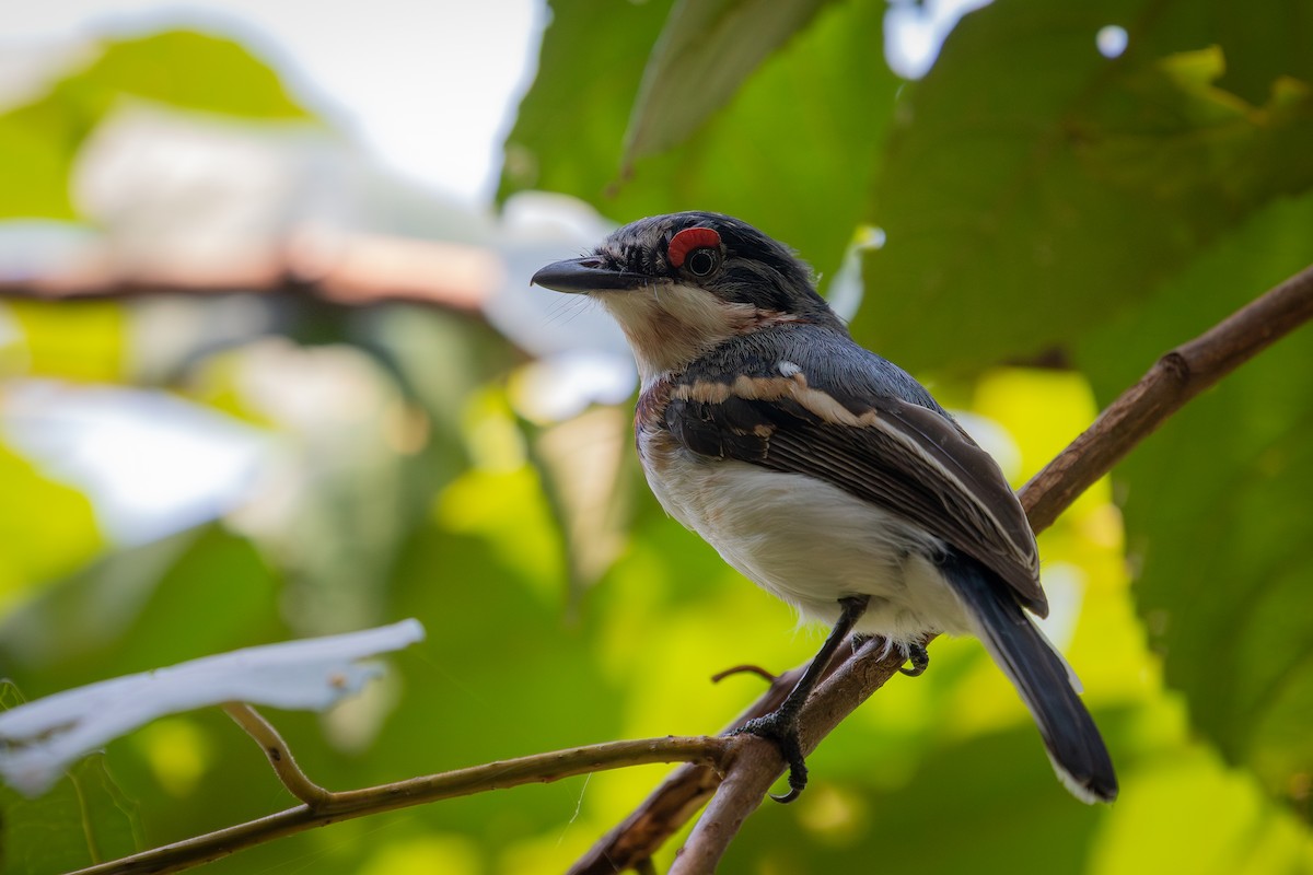 Brown-throated Wattle-eye - ML645406509