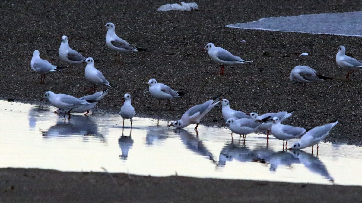 Black-headed Gull - ML645406510