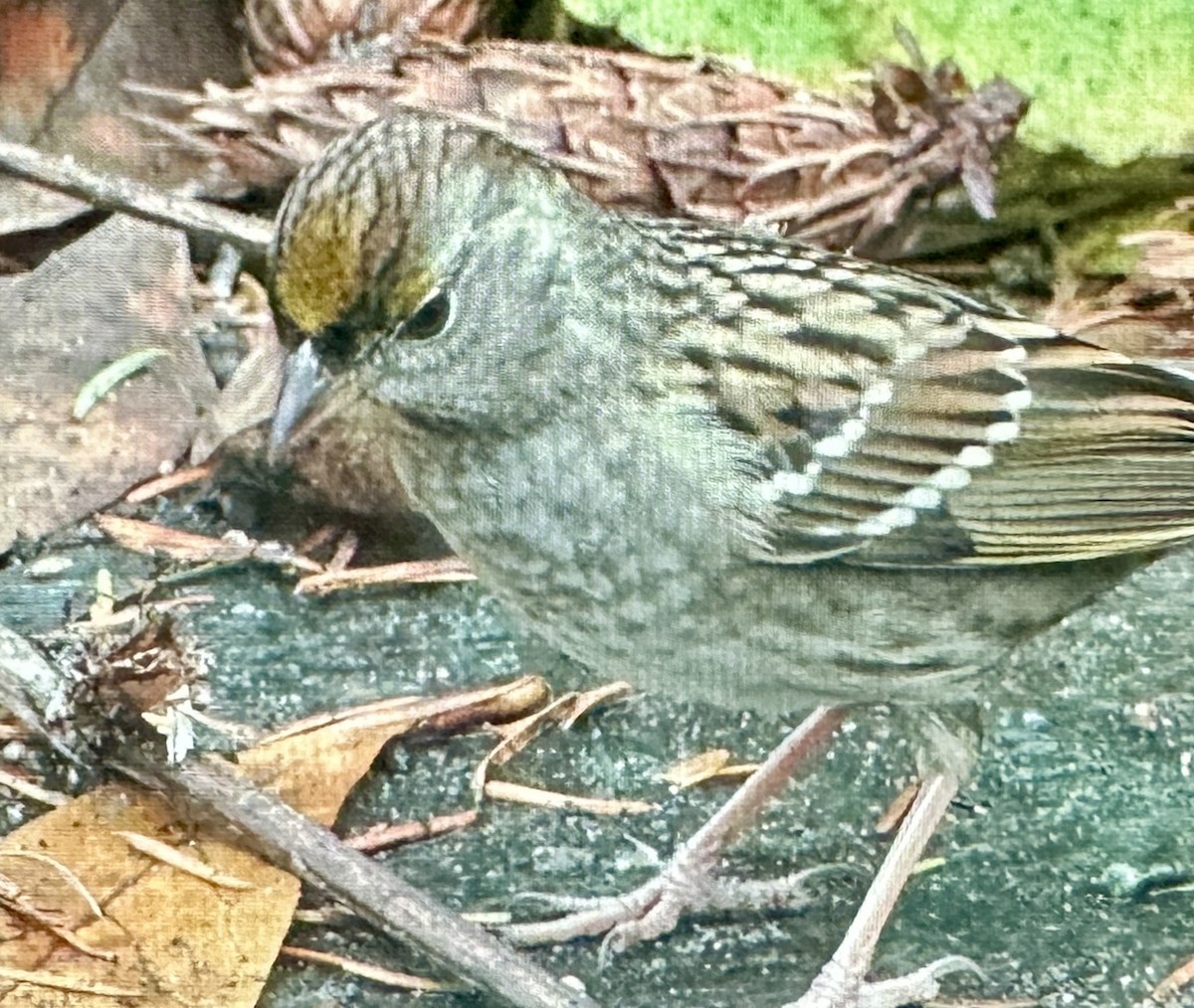 Чернобровая овсянка - ML645406514