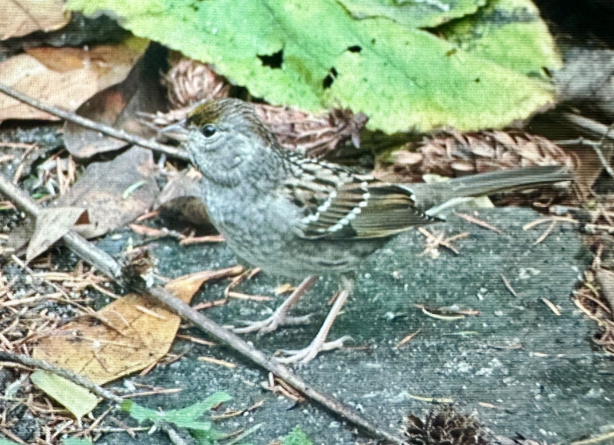 Чернобровая овсянка - ML645406515