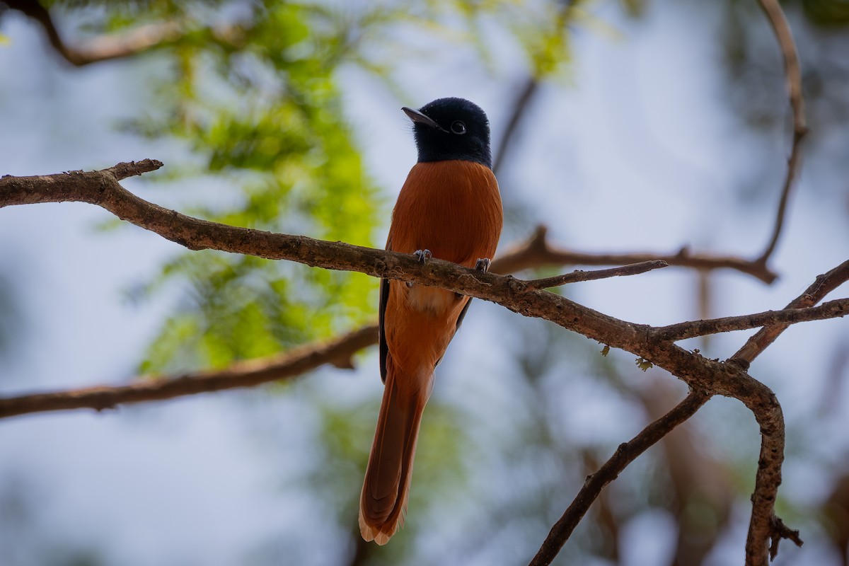 Black-headed Paradise-Flycatcher (Red-bellied) - ML645406520