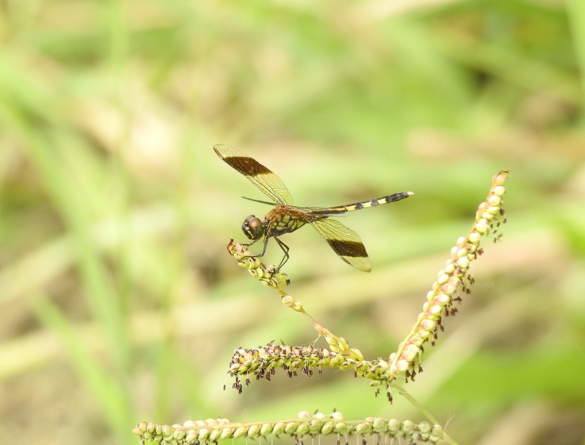 Insects - ML645406524