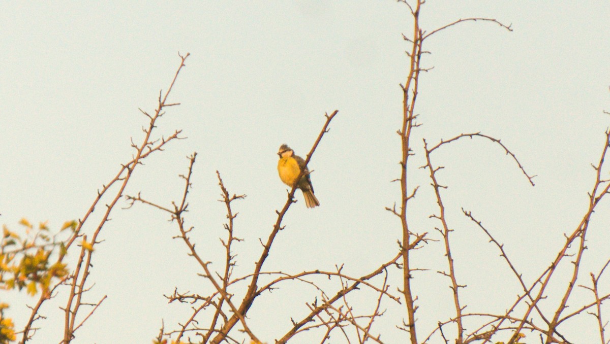 sýkora modřinka - ML645406526