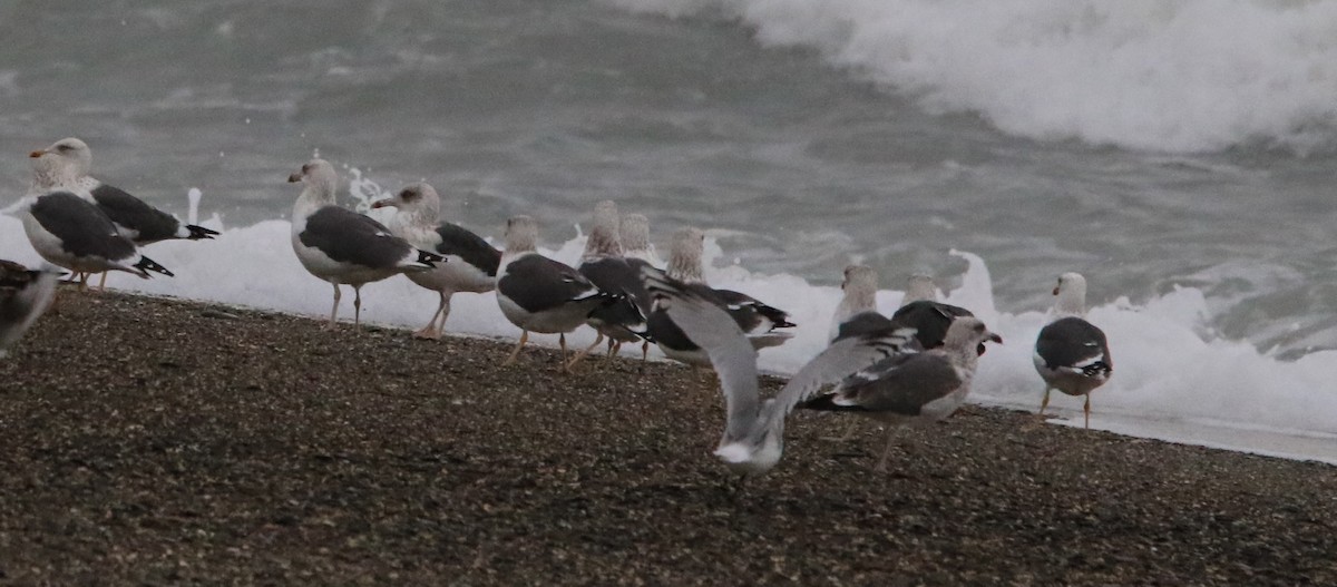 Lesser Black-backed Gull - ML645406532