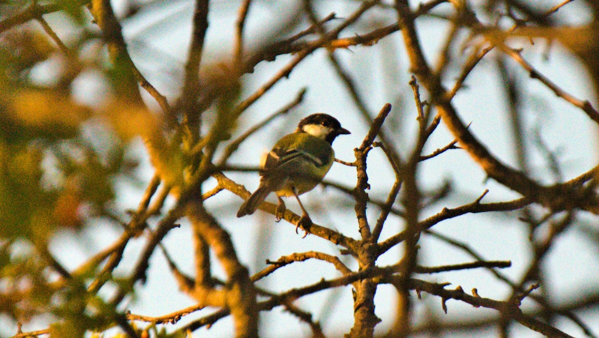 sýkora koňadra - ML645406534