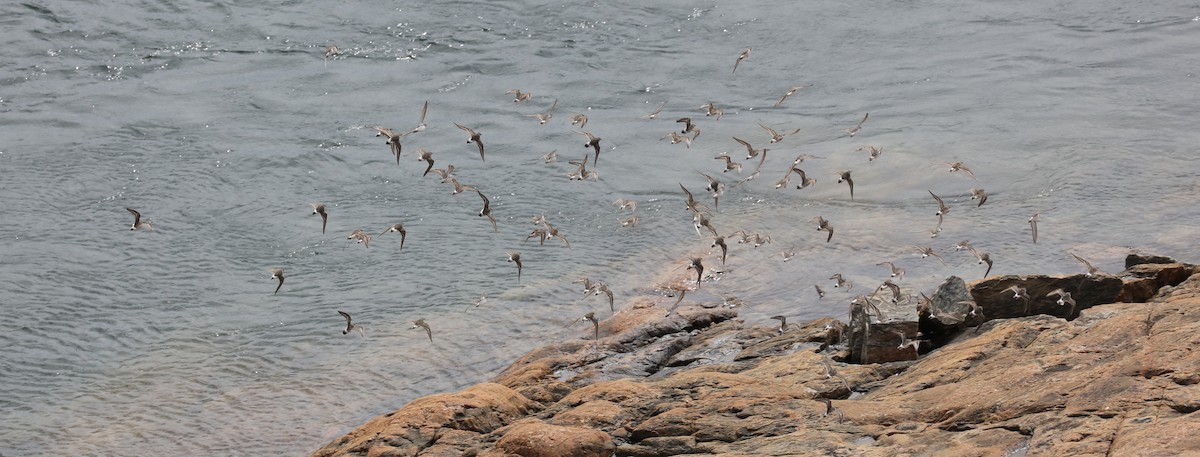 bonapartesnipe - ML645406535