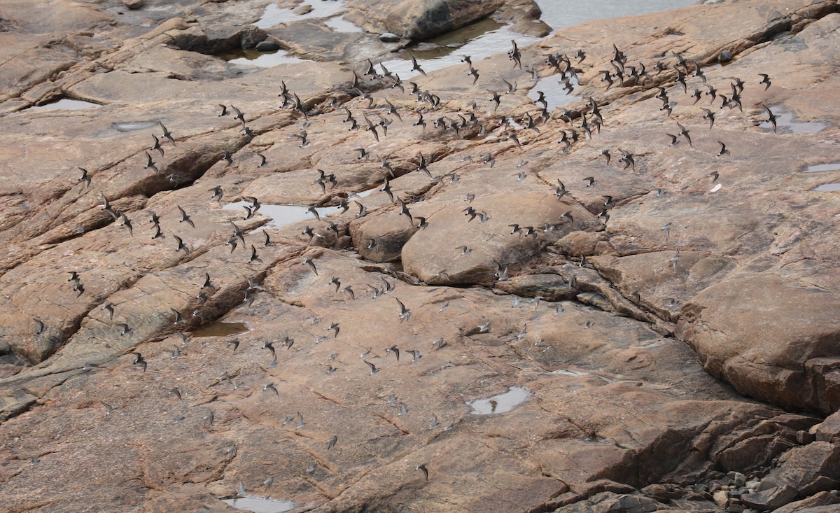 bonapartesnipe - ML645406536