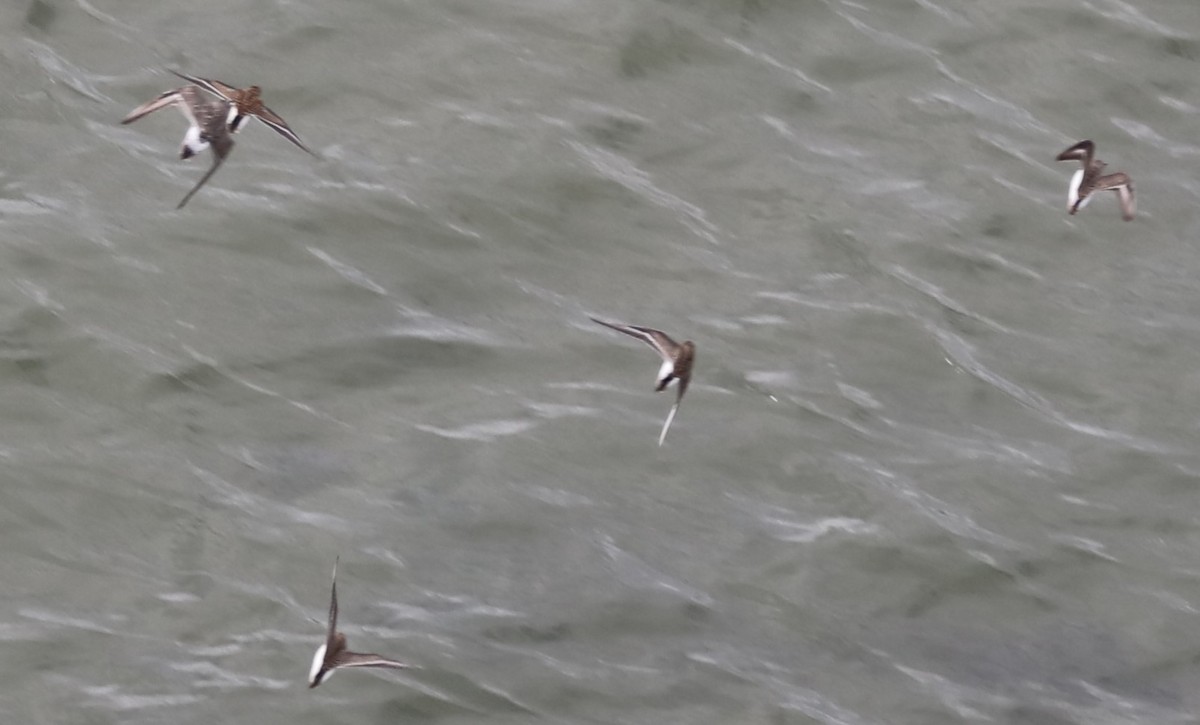 Semipalmated Sandpiper - ML645406538