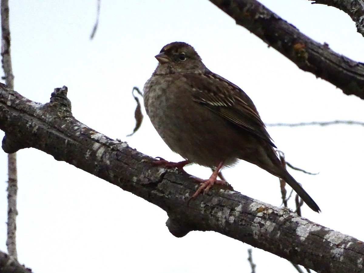 Чернобровая овсянка - ML645406539