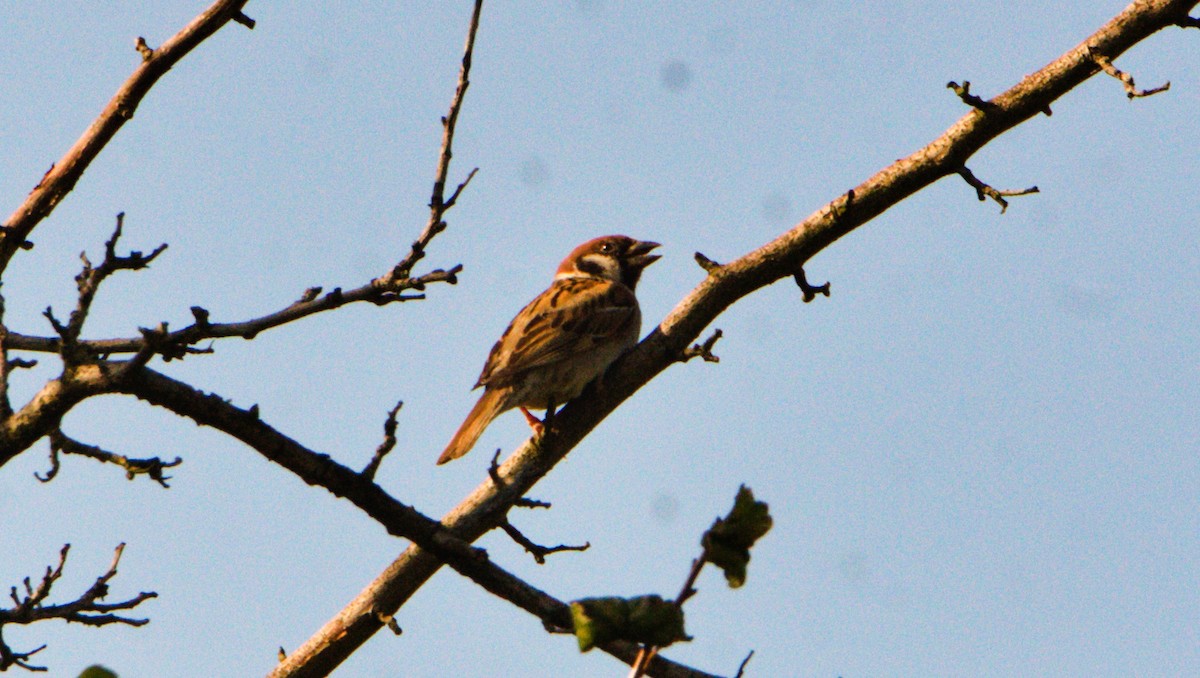 Ağaç Serçesi - ML645406540