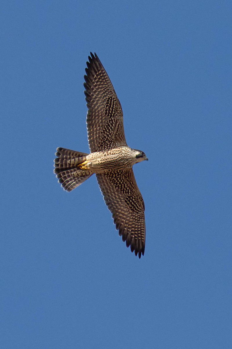 Peregrine Falcon - ML645406542