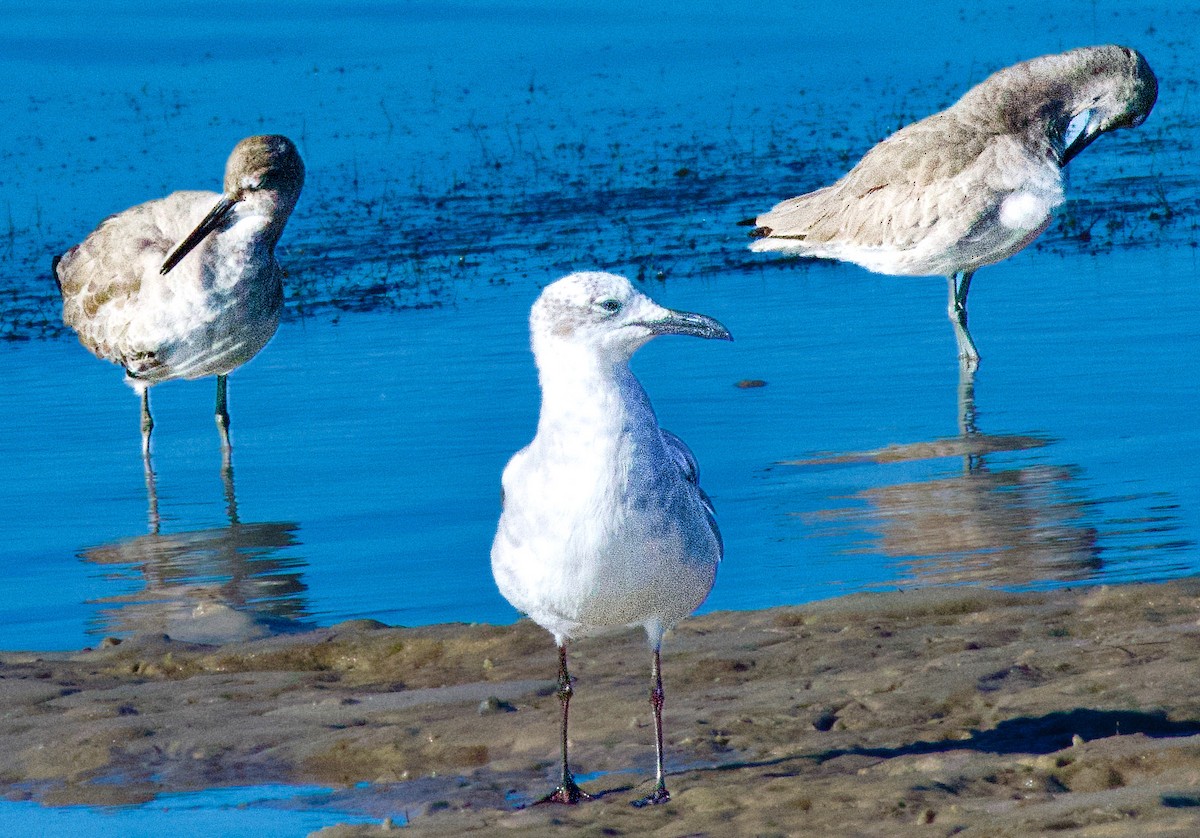 Laughing Gull - ML645406543