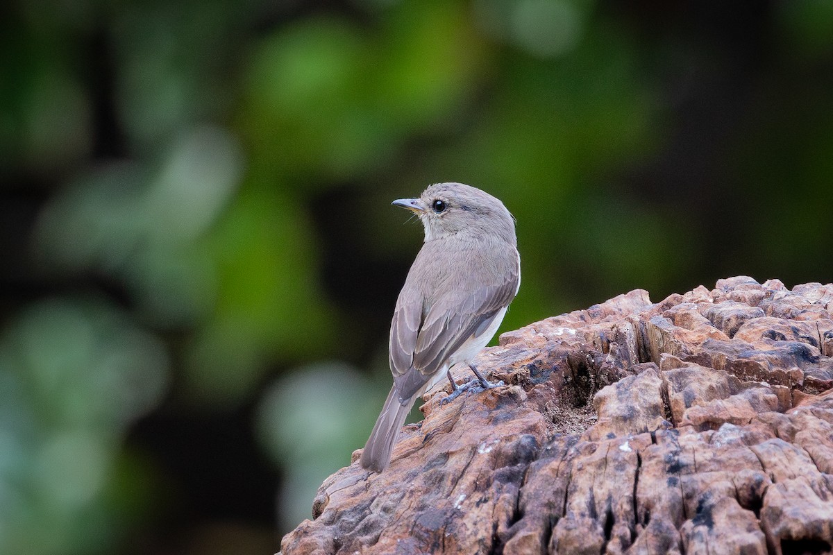 African Dusky Flycatcher - ML645406575