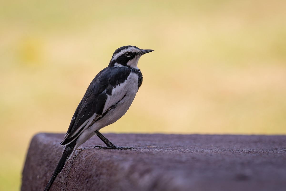 African Pied Wagtail - ML645406581