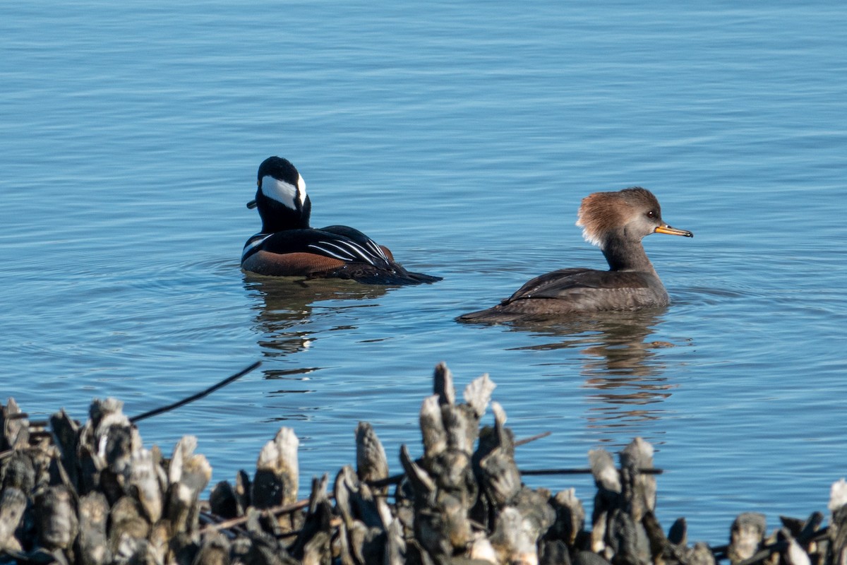 morčák chocholatý - ML645406592
