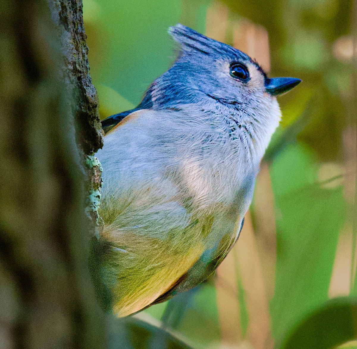 Tufted Titmouse - ML645406596