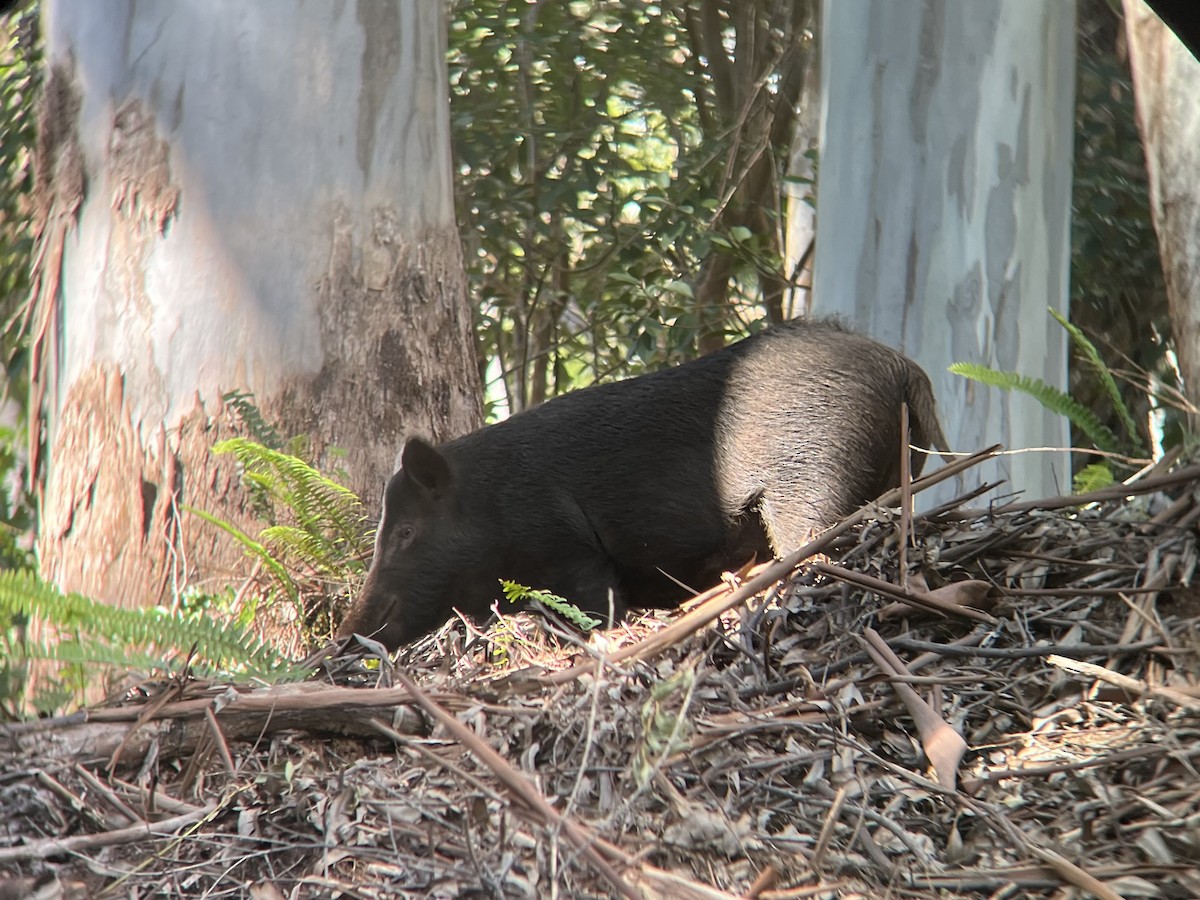 Mammals - ML645406599