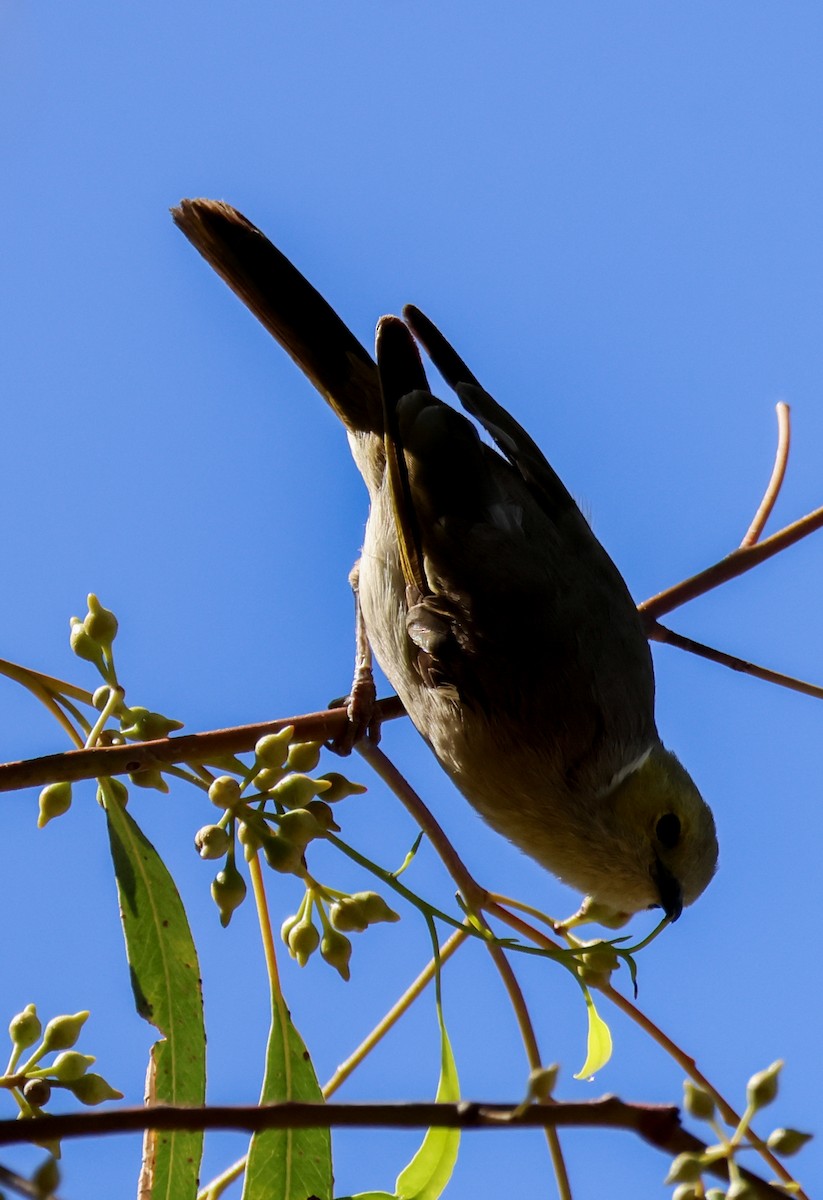 hvitsmykkehonningeter - ML645406600