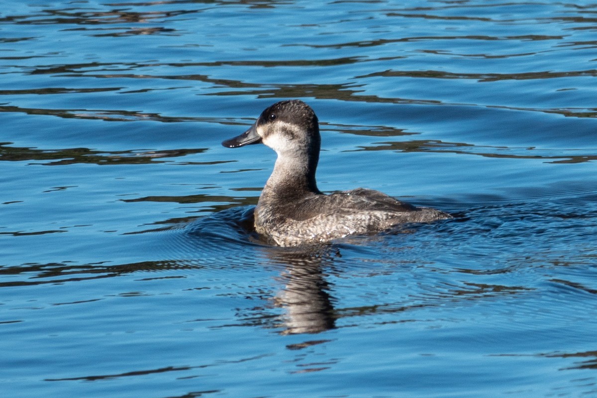 kachnice kaštanová - ML645406601