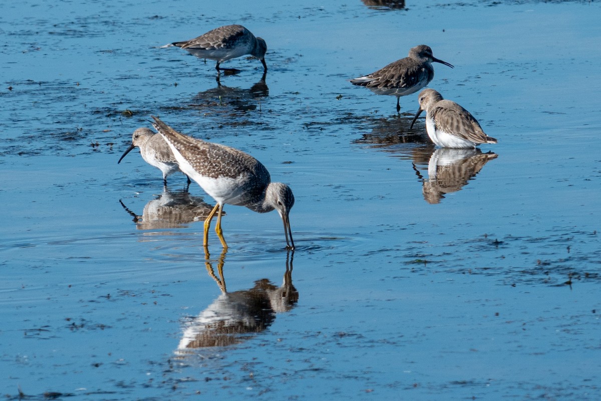 vodouš velký - ML645406613