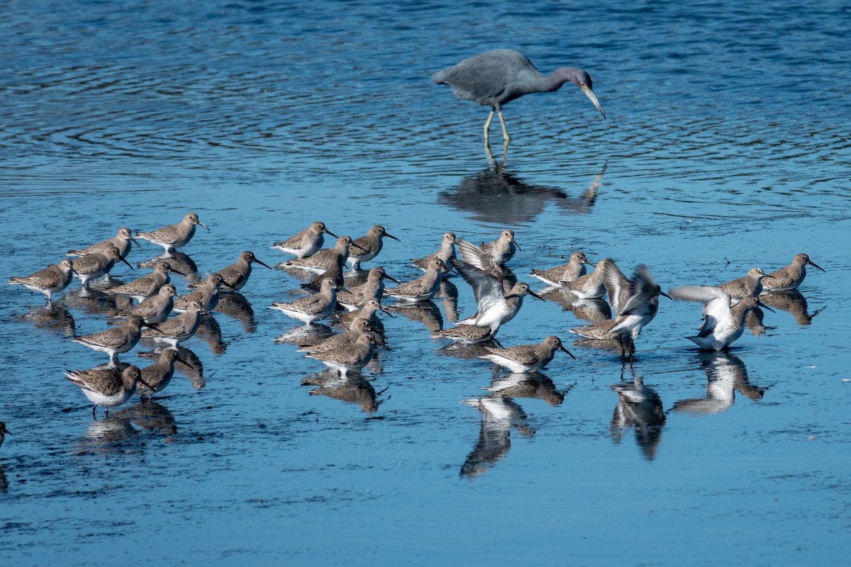 jespák obecný - ML645406626