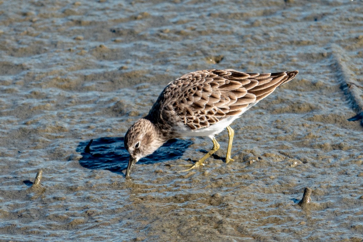 jespák drobný - ML645406633