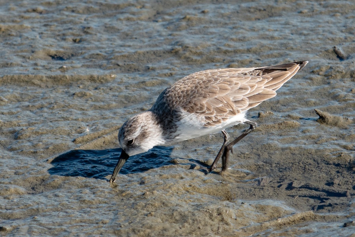 jespák aljašský - ML645406637