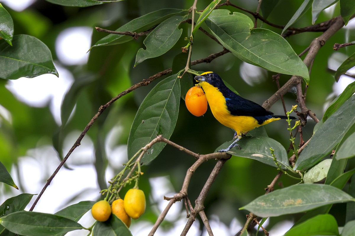 ハシブトスミレフウキンチョウ - ML645406648