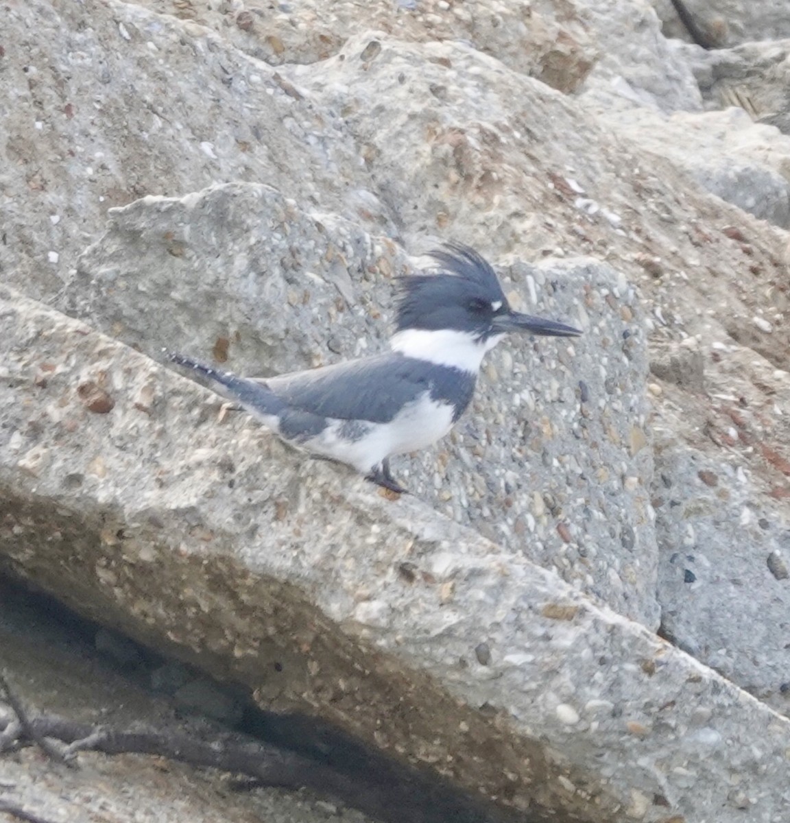 Martin handi iparramerikarra - ML645406650