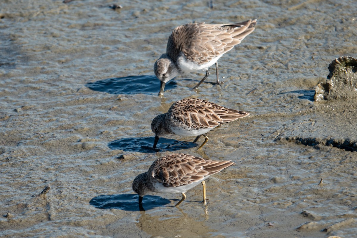 jespák drobný - ML645406656