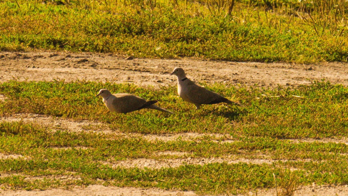 hrdlička zahradní - ML645406658