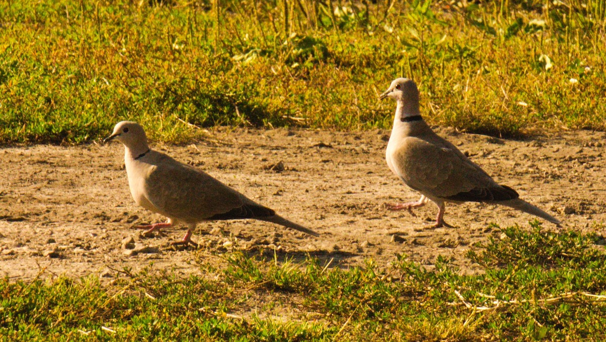 hrdlička zahradní - ML645406659