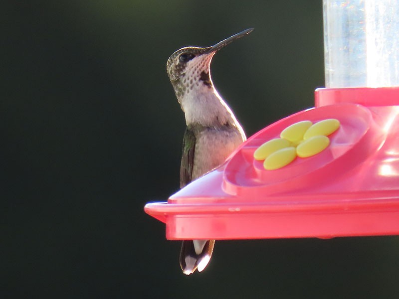 Рубиновогорлый колибри - ML645406661