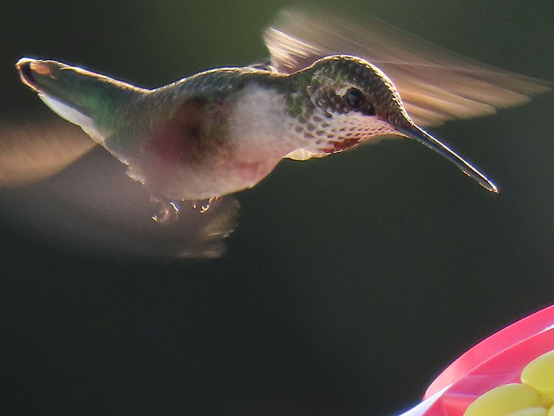 Рубиновогорлый колибри - ML645406662