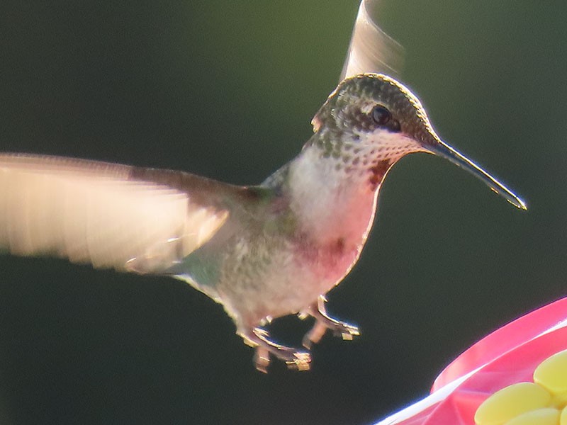 Рубиновогорлый колибри - ML645406663