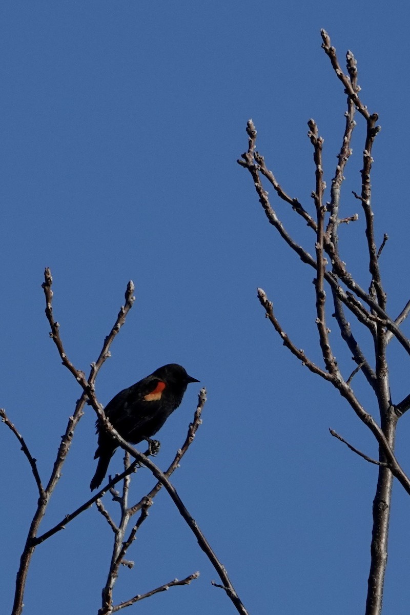 Red-winged Blackbird (Red-winged) - ML645406669