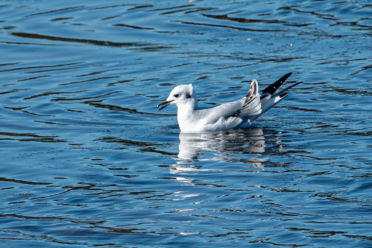 racek Bonapartův - ML645406674