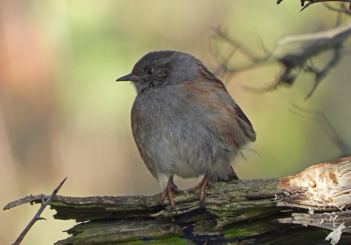 Accenteur mouchet - ML645406679