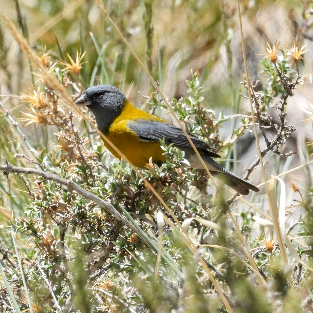 Gray-hooded Sierra Finch - ML645406697