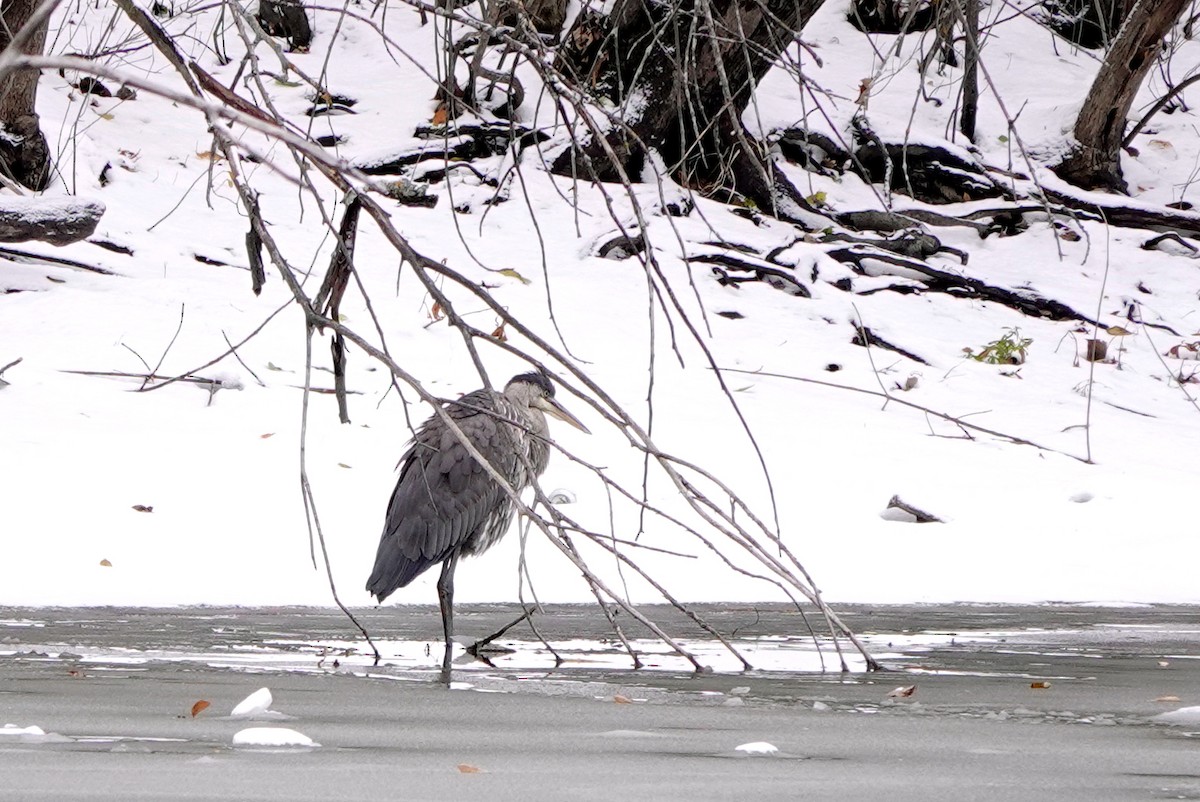Great Blue Heron - ML645406704