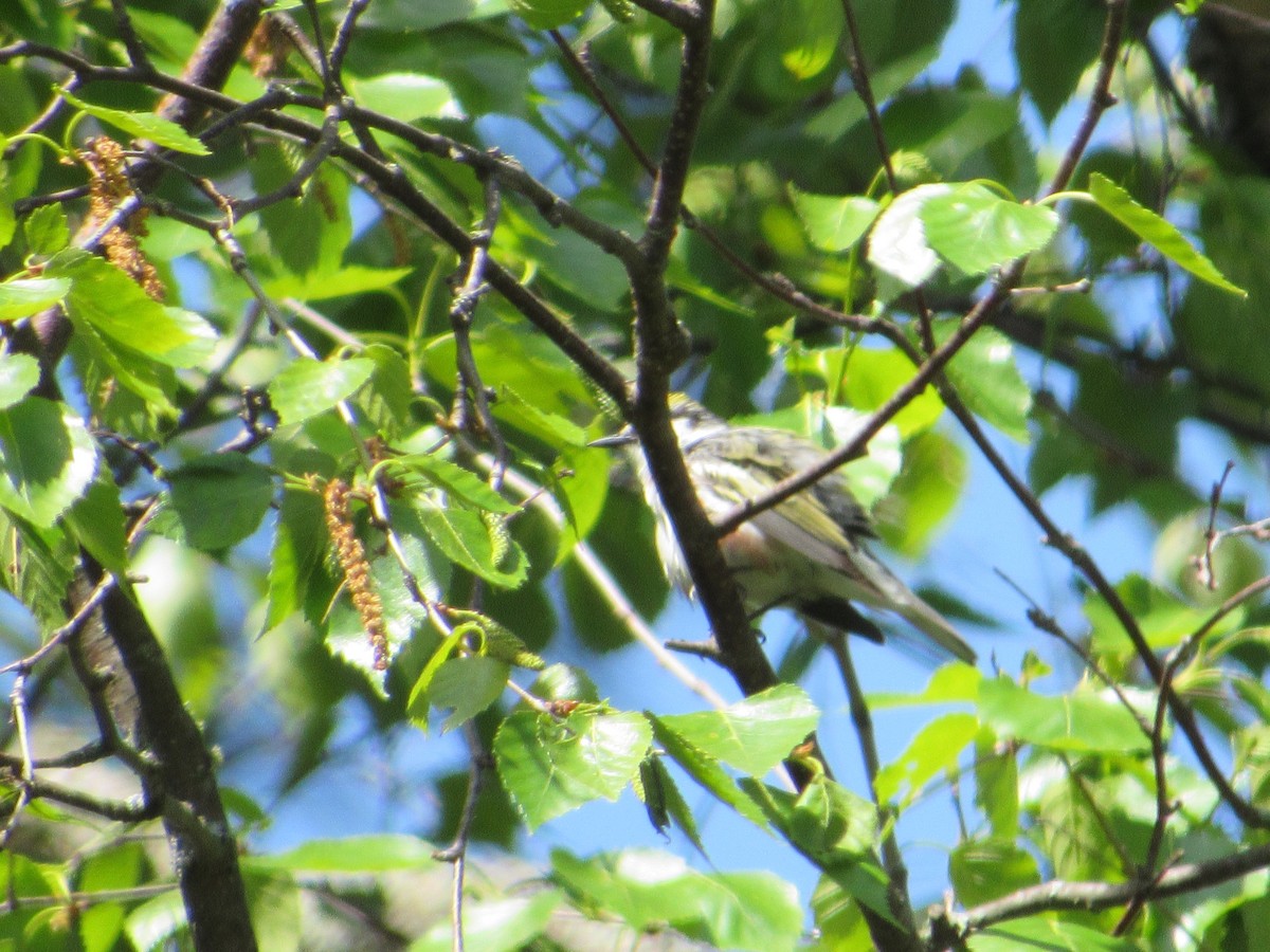 Пісняр-лісовик рудобокий - ML645406706