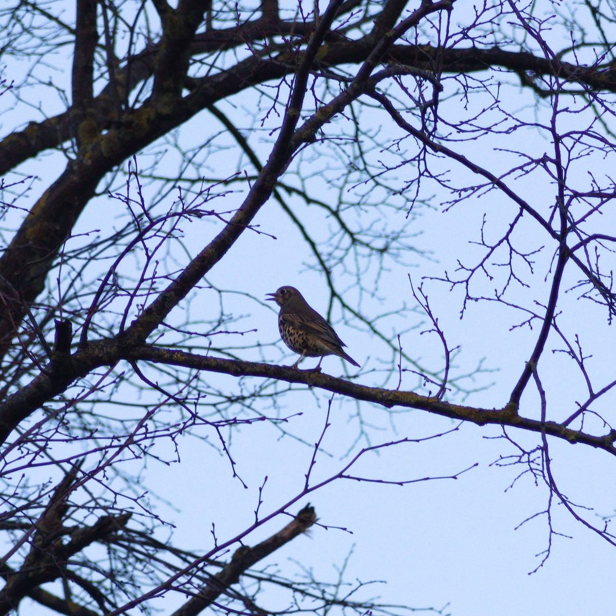 Mistle Thrush - ML645406707