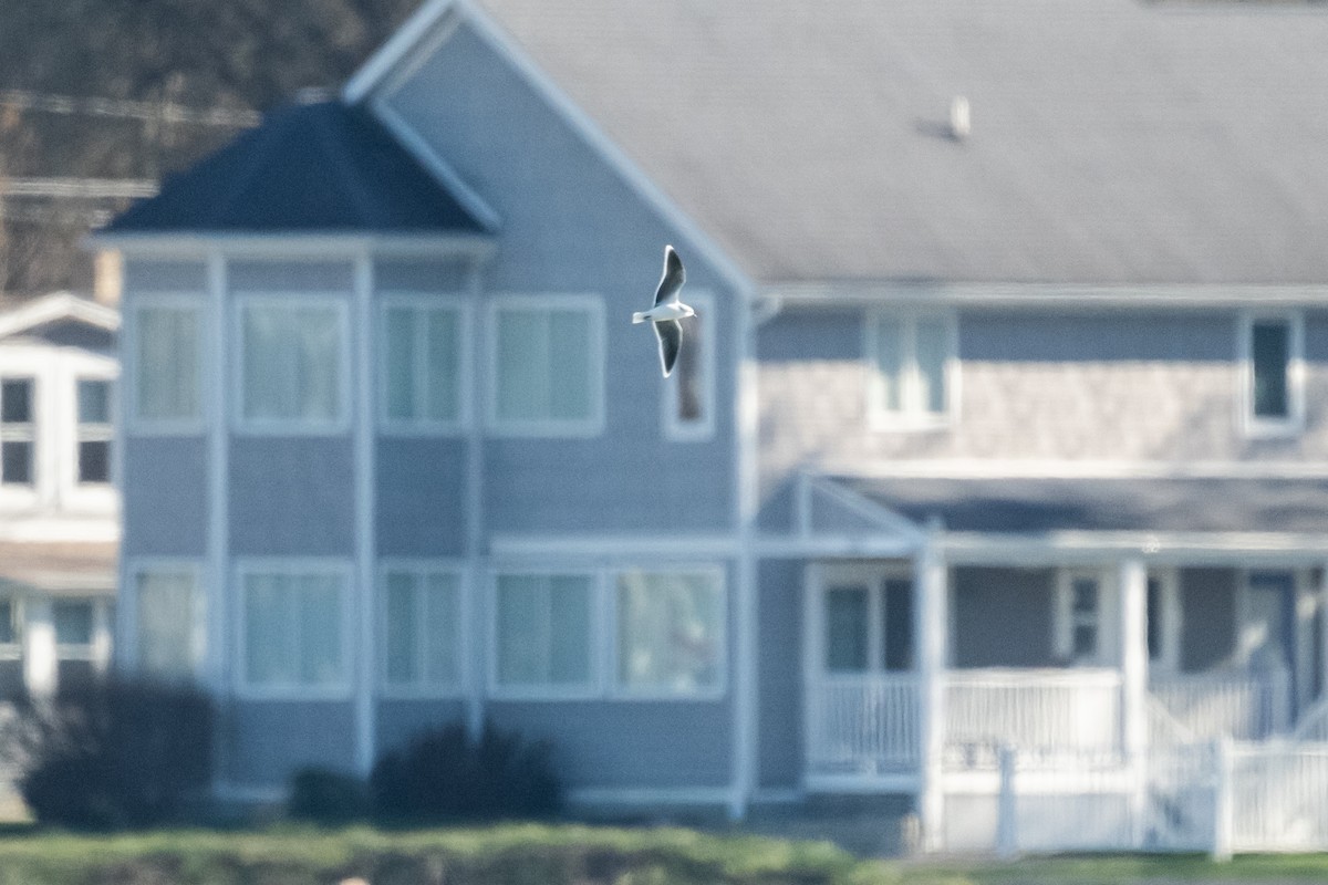 Little Gull - ML645406716