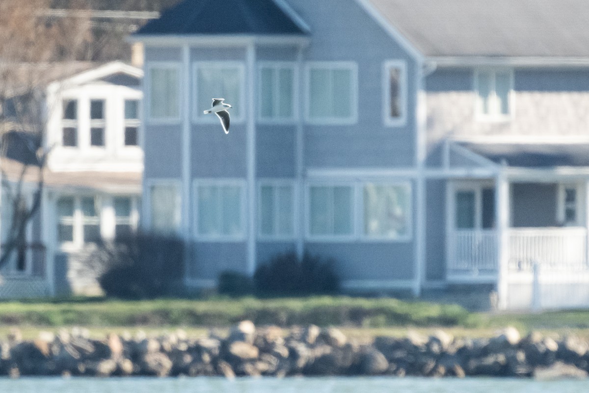 Little Gull - ML645406717
