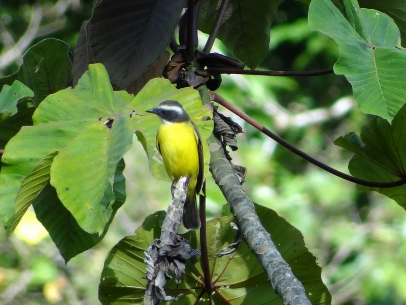 Sosyal Tiran - ML645406719