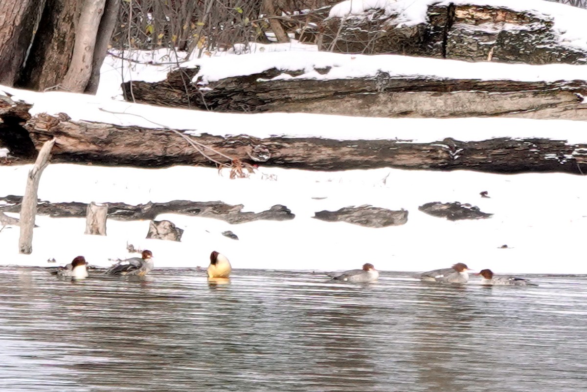 Common Merganser - ML645406720