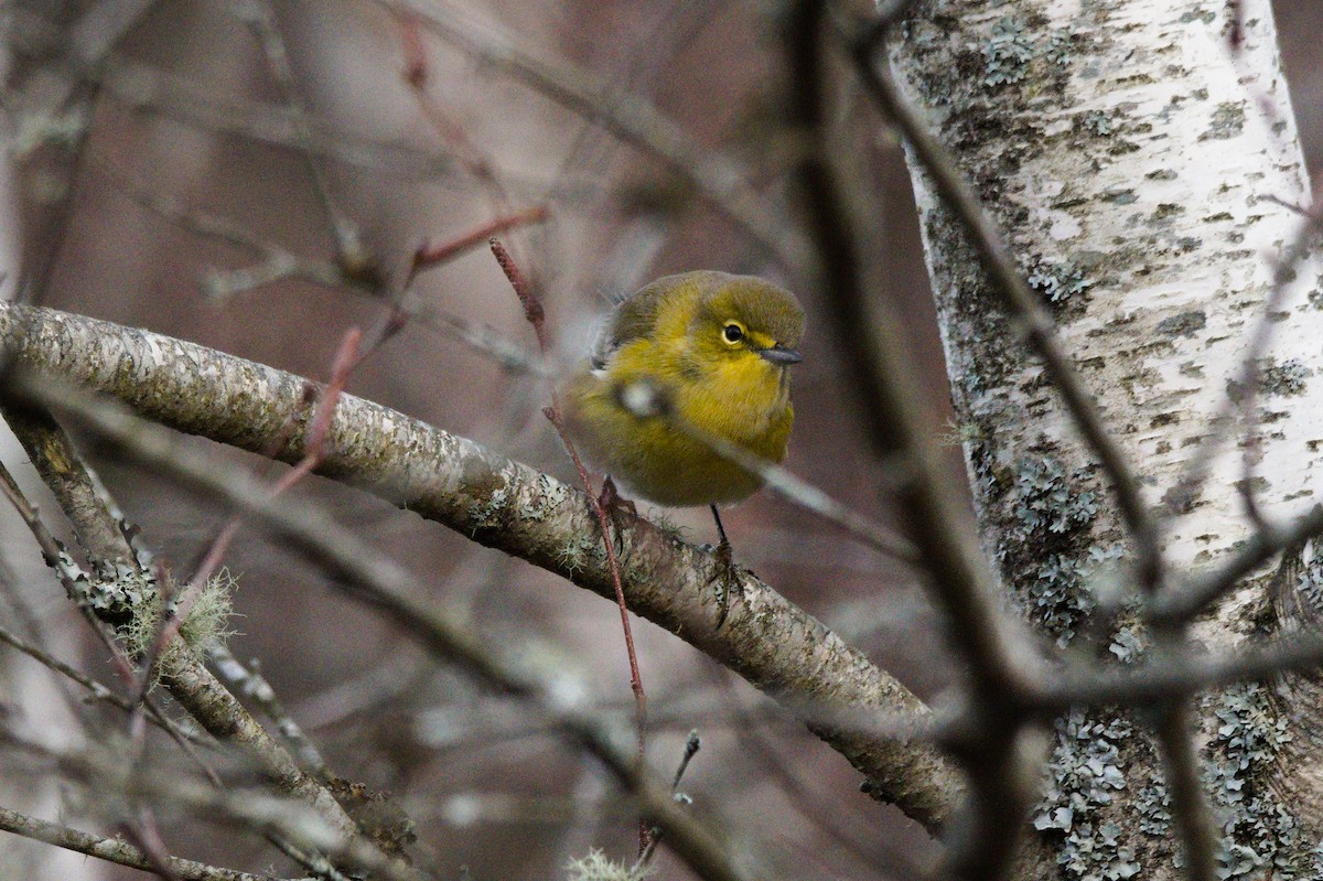 Pine Warbler - ML645406721